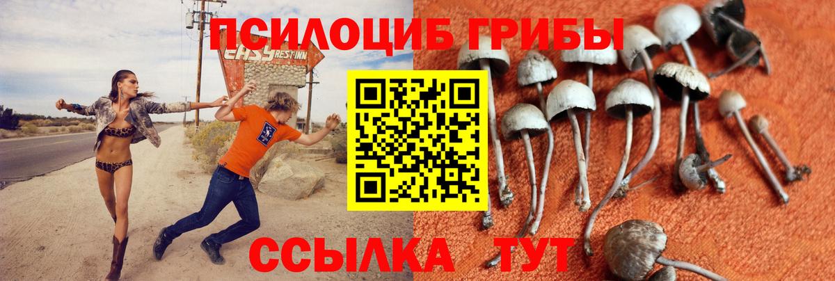 Псилоцибиновые грибы Psilocybine cubensis Ачинск
